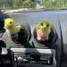 Chick air vent clip Chicken lover gift Farm animal car decor